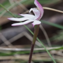 Caladenia alpina at Cotter River, ACT - 29 Oct 2015