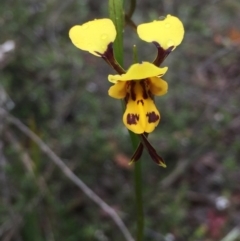 Diuris sulphurea (Tiger Orchid) at Bruce Ridge - 1 Nov 2015 by ibaird