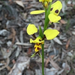 Diuris sulphurea at Point 93 - 1 Nov 2015