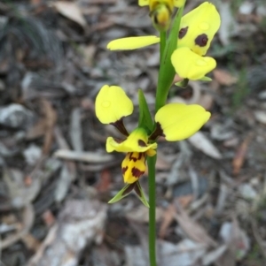 Diuris sulphurea at Point 93 - 1 Nov 2015