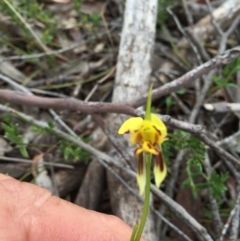 Diuris sulphurea at Point 93 - suppressed