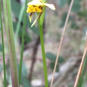 Diuris sulphurea at Point 93 - suppressed