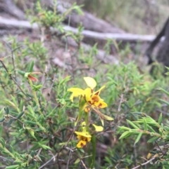 Diuris sulphurea at Point 93 - 1 Nov 2015