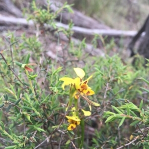 Diuris sulphurea at Point 93 - suppressed