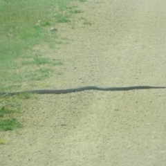 Pseudonaja textilis (Eastern Brown Snake) at Michelago, NSW - 11 Oct 2015 by ArcherCallaway