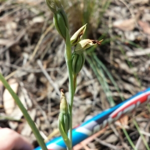 Calochilus sp. at Belconnen, ACT - 2 Nov 2015