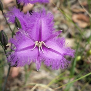 Thysanotus tuberosus subsp. tuberosus at Cook, ACT - 2 Nov 2015 12:21 PM