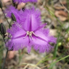Thysanotus tuberosus subsp. tuberosus (Common Fringe-lily) at Point 73 - 2 Nov 2015 by MattM