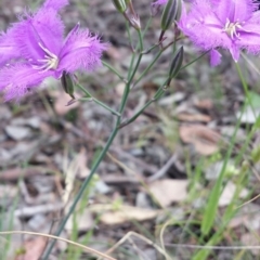 Thysanotus tuberosus subsp. tuberosus at Cook, ACT - 2 Nov 2015