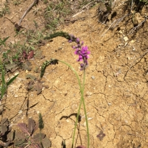 Cullen microcephalum at Belconnen, ACT - 2 Nov 2015