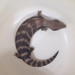 Tiliqua scincoides scincoides (Eastern Blue-tongue) at Ngunnawal, ACT - 2 Nov 2015 by GeoffRobertson