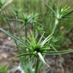 Eryngium ovinum at Dunlop, ACT - 2 Nov 2015 06:10 PM