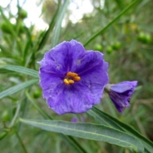 Solanum linearifolium at Hawker, ACT - 2 Nov 2015 06:48 PM