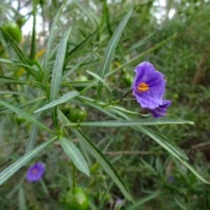 Solanum linearifolium at Hawker, ACT - 2 Nov 2015 06:48 PM