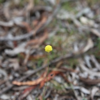 Craspedia variabilis (Common Billy Buttons) at Bruce, ACT - 1 Nov 2015 by ibaird