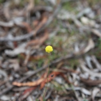 Craspedia variabilis (Common Billy Buttons) at Bruce Ridge - 1 Nov 2015 by ibaird