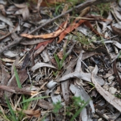 Craspedia variabilis at Bruce, ACT - 1 Nov 2015