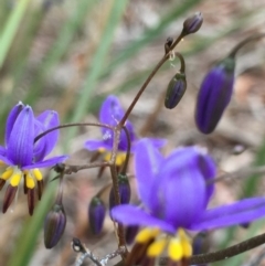 Dianella revoluta var. revoluta (Black-Anther Flax Lily) at Point 93 - 1 Nov 2015 by ibaird