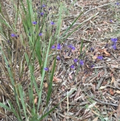 Dianella revoluta var. revoluta at Bruce, ACT - 1 Nov 2015