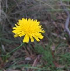 Hypochaeris radicata (Cat's Ear, Flatweed) at Bruce Ridge - 1 Nov 2015 by ibaird