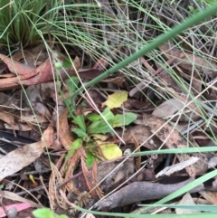 Hypochaeris radicata at Bruce, ACT - 1 Nov 2015