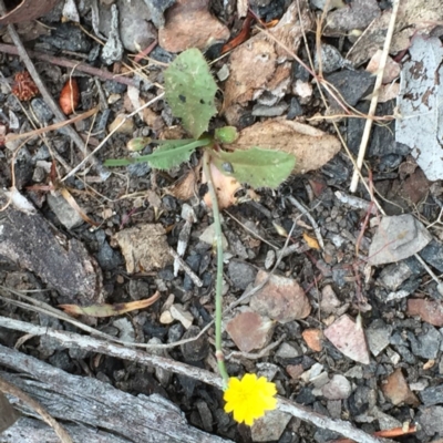 Hypochaeris glabra (Smooth Catsear) at Bruce Ridge - 1 Nov 2015 by ibaird