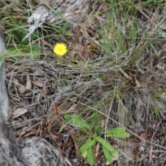 Hypochaeris glabra at Point 93 - 1 Nov 2015