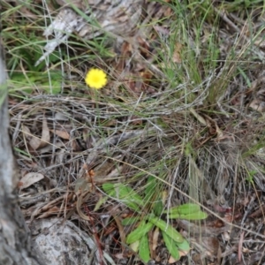 Hypochaeris glabra at Point 93 - 1 Nov 2015