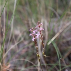 Stylidium graminifolium (Grass Triggerplant) at Bruce Ridge - 1 Nov 2015 by ibaird