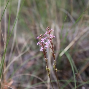 Stylidium graminifolium at Bruce, ACT - 1 Nov 2015 12:12 PM