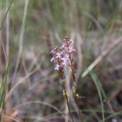 Stylidium graminifolium (Grass Triggerplant) at Point 93 - 1 Nov 2015 by ibaird