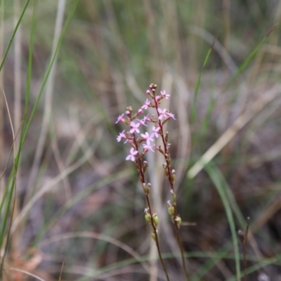 Stylidium graminifolium (Grass Triggerplant) at Bruce Ridge - 1 Nov 2015 by ibaird