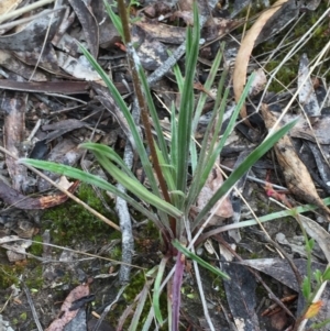 Stylidium graminifolium at Bruce, ACT - 1 Nov 2015 12:12 PM