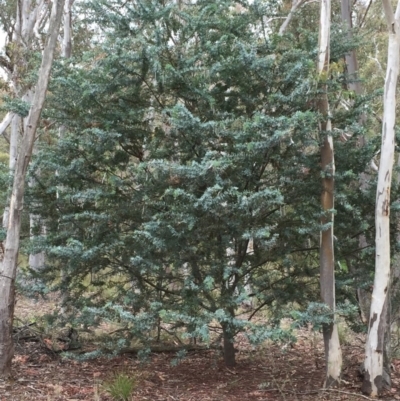 Acacia baileyana (Cootamundra Wattle, Golden Mimosa) at Bruce Ridge - 1 Nov 2015 by ibaird