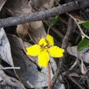 Goodenia hederacea at Point 88 - 2 Nov 2015 04:48 PM