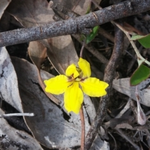 Goodenia hederacea at Point 88 - 2 Nov 2015
