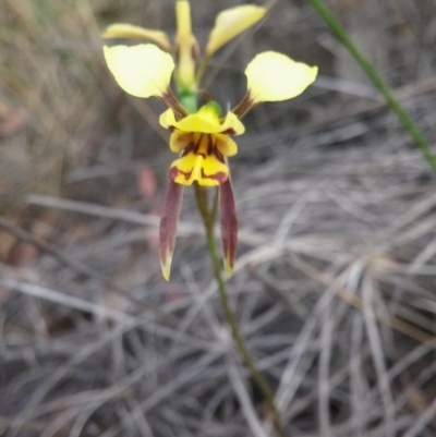 Diuris sulphurea (Tiger Orchid) at Point 88 - 2 Nov 2015 by NickWilson