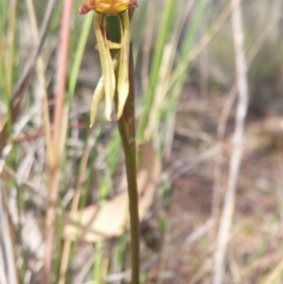 Diuris sulphurea (Tiger Orchid) at Point 3506 - 2 Nov 2015 by NickWilson