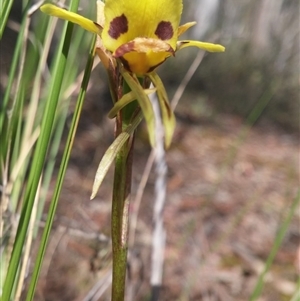 Diuris sulphurea at Point 3506 - 2 Nov 2015