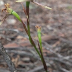 Diuris sp. (A Donkey Orchid) at Point 3506 - 2 Nov 2015 by NickWilson