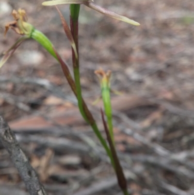 Diuris sp. (A Donkey Orchid) at Aranda, ACT - 2 Nov 2015 by NickWilson