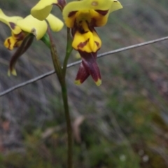 Diuris sulphurea (Tiger orchid) at Point 3506 - 2 Nov 2015 by NickWilson