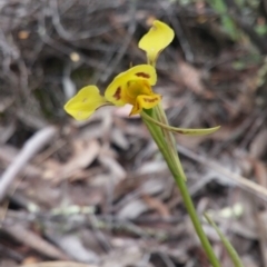 Diuris sulphurea (Tiger Orchid) at Aranda, ACT - 2 Nov 2015 by NickWilson