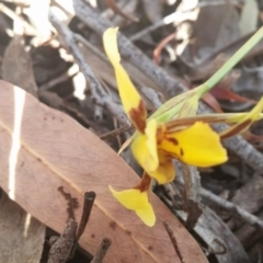 Diuris sulphurea (Tiger Orchid) at Aranda, ACT - 2 Nov 2015 by NickWilson
