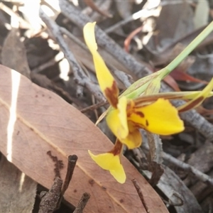 Diuris sulphurea at Point 3506 - 2 Nov 2015