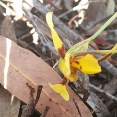 Diuris sulphurea (Tiger Orchid) at Aranda, ACT - 2 Nov 2015 by NickWilson