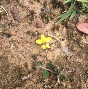 Goodenia hederacea subsp. hederacea at Nanima, NSW - 3 Nov 2015 10:47 AM