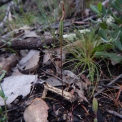 Caladenia sp. (A Caladenia) at Point 4372 - 22 Oct 2015 by CathB