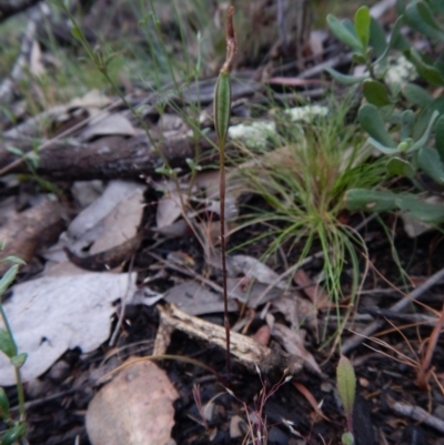 Caladenia sp. (A Caladenia) at Molonglo Valley, ACT - 22 Oct 2015 by CathB