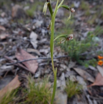 Diuris nigromontana (Black Mountain Leopard Orchid) at Point 4372 - 22 Oct 2015 by CathB